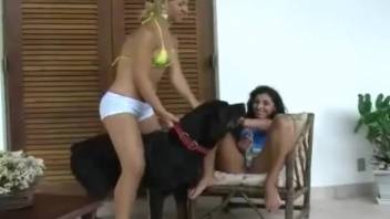 A dark hound pounds an alluring babe in a buttocks-to-buttocks position