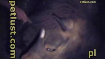 Rural farmer tongues the pony's anus and then thrusts his stiff cock