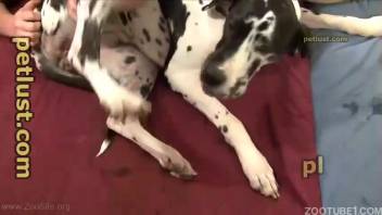 Stunning Dalmatian savors intense sexual encounter with a genuine man