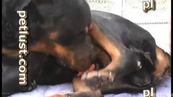 Homemade clips of public canine erotica for an aroused homosexual guy