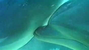 Two sexy dolphins are screwing hot right in the beautiful ocean
