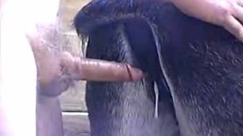 Attractive ewe is being anally penetrated by aroused farmer in doggy style