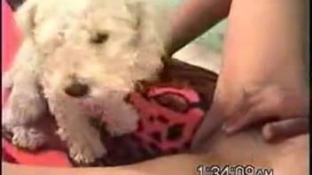Petite white poodle tongues the smooth-shaven vagina of its alluring female owner