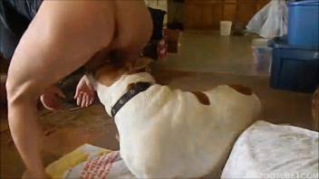 Eager pup gently tongues a succulent firm butt of a lustful bestiality enthusiast