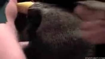 Guy thrusts his massive erect cock into a narrow beast's rear hole