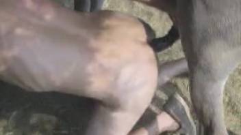 Perverted animal enthusiast and adorable farm creature are banging in the doggy position