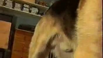 Master shows off his pup's tiny crimson penis up close