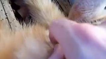 Exciting my pet's snug anal opening in a close-up shot