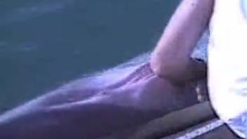 Toying with dolphin's vagina