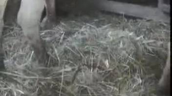 Two magnificent equines engage in wild animal intercourse in the stable