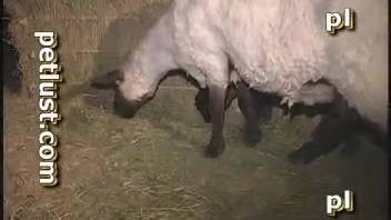 Rancher fucks his ewe doggy style and in missionary position