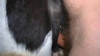 Rancher thrusts his thick cock into the snug pussy of a horny filly