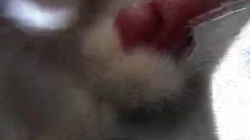 Bearded elderly guy performs oral sex on his dog's erect penis in the woods
