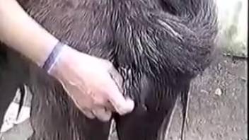 Skilled rancher arouses the anus of an adorable ebony pony