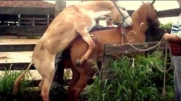 Lustful donkey screws a mare while excited guy watches and records