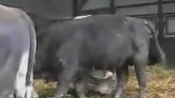 Nice-looking black bull got a very good and hard boner