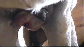 Two impressive studs engage in a truly stunning animalistic intercourse