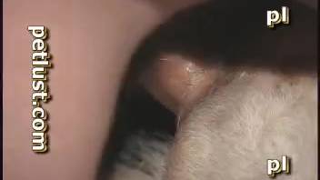 Aroused guy screws beasts and tapes himself for amusement