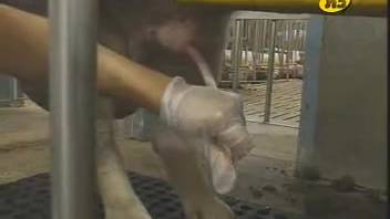 Authentic guy in latex gloves masturbates a pig's penis and gathers ejaculate