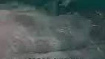 Dolphin