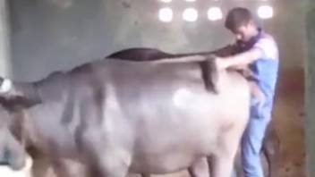 Rancher pounds a massive bull from behind in the doggy position