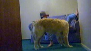 Fluffy canine satisfies his lady master via bestiality encounter