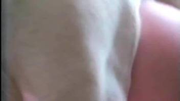 Dog sex