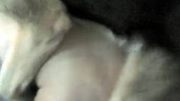 Incredible homemade butt-to-butt canine zoophilia featuring a skilled pet