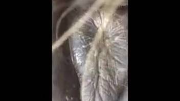 Guy fingering and screwing a female horse's steamy slit