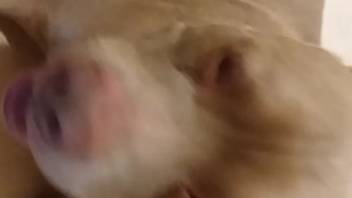 Remarkable adult film highlighting a canine's scarlet penis
