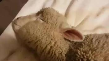 Sheep