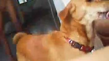 Guy's bushy dick receives oral before bestiality