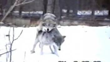 Wolves enjoying hot fucking in the snowy forest
