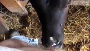 Guy's dick gets slurped by a super hot cow in point-of-view