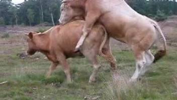 The bull is eager to breed any cow that catches its eye