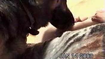 Attractive blindfolded woman gets her vagina licked by a canine