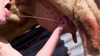 Sexy ladies stroking a horse's dick in the great outdoors