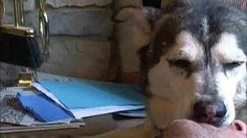 Bare guy gets intense pleasure from his elderly canine