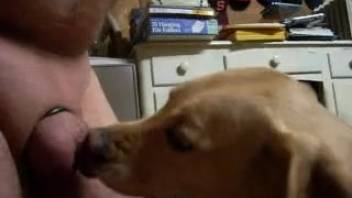 Canine tongues guy's dick in messy amateur bestiality webcam session