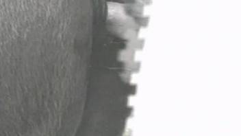 Pale dude screwing a female horse's damp slit from the rear