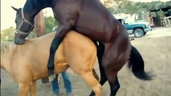 Ebony stud horse pounding a filly's soaked tight pussy