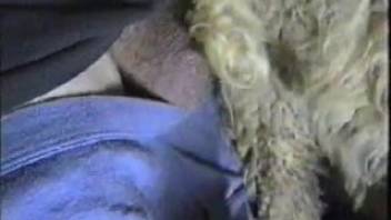 A turned-on guy really enjoys shoving his cock into the sheep's butt