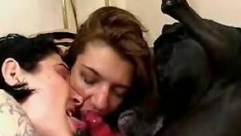 Two hot girls sharing a dog's juicy red cock