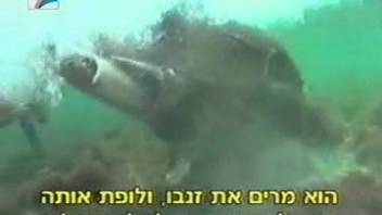 Aquatic bestiality kink for the aroused female scuba enthusiast