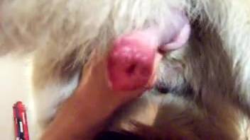First-person view handjob clip centered on an extremely hot canine
