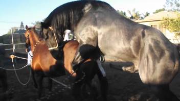 Brown filly being vigorously mounted by a dark stud