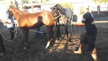 Authentic beastly desire in a steamy equine sexual encounter