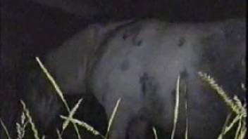 Guy banging a female horse's vagina doggy style in the dark