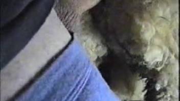 Amateur dude screws a sheep and shoots his load on its fleece