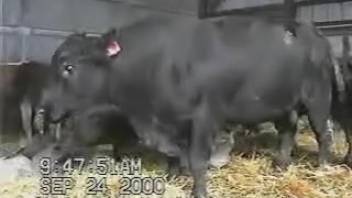 Aroused stud showing off his stiff dick in front of the camera